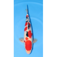 KGE.61 SANKE HQ KGE.61 SANKE HQ